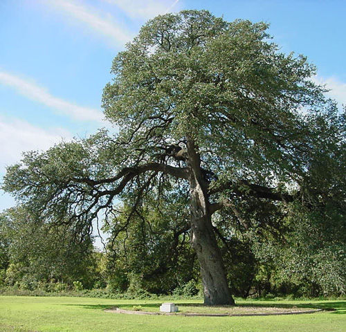 Bell County Charter Oak-recent